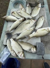 A variety of striped bass laid out on a cleaning table, showcasing a successful fishing trip.