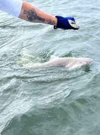 An angler is reeling in a shark while fishing in open waters, showcasing the excitement of the catch.
