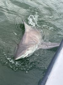A large shark is actively being reeled in during a fishing trip, showcasing the excitement of deep-sea fishing.