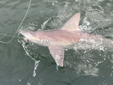 A large shark is being reeled in during a fishing trip, showcasing the excitement of deep-sea fishing.