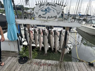 A selection of freshly caught fish displayed on a board at a marina, showcasing a successful fishing trip with a sport fishing charter.