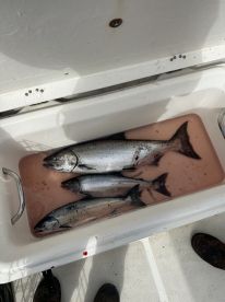 A cooler filled with several salmon, showcasing a successful fishing trip on the water.