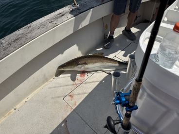 Deep Diving Cobia!!