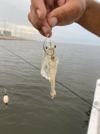 An angler is actively fishing, holding a shrimp bait on a hook while casting in a coastal water setting.