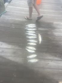A selection of fish laid out on a dock, showcasing a successful catch after a fishing trip.