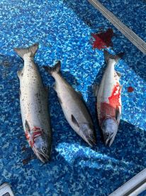 Three freshly caught Salmon displayed on a blue deck, showcasing a successful fishing trip.