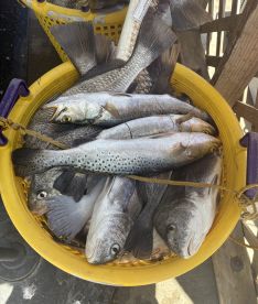 A basket filled with multiple Speckled Trout, showcasing a successful fishing trip at a coastal location.