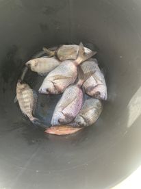 A collection of various fish species stored in a bucket, showcasing a successful fishing trip.
