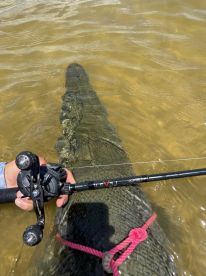 An unclear image showing a fishing rod and a large object in the water, possibly a crocodile or alligator, with no visible fish.