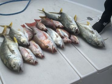 A variety of fish including Yellowtail Snapper and Mackerel displayed on the deck of a fishing boat, showcasing a successful catch.