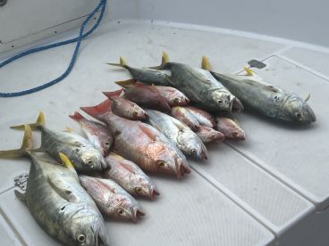 A variety of fish including Snapper and Yellowtail laid out on the deck of a boat, showcasing a successful fishing trip.