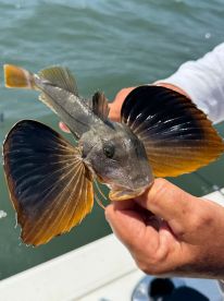 A proud angler displays a beautifully colored Scad fish while fishing on a sunny day, showcasing the vibrant aquatic environment.