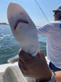 An angler proudly displaying a unique-looking fish while fishing on a boat, showcasing the fun and excitement of the fishing experience.