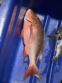 A vibrant Red Snapper resting in a blue cooler, showcasing the catch from a recent fishing trip.