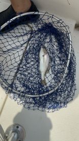 A freshly caught fish resting in a blue net on the deck of a fishing boat, showcasing the fishing environment.
