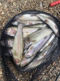 A net filled with multiple Rainbow Trout, showcasing a successful fishing trip on a rocky shoreline.