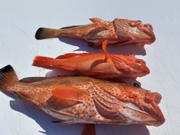 Three vibrant Red Grouper displayed on a cleaning table, showcasing the colorful catch from a recent fishing trip.
