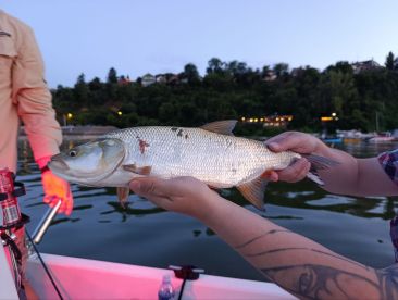 Angler proudly displaying a freshly caught fish while fishing at dusk on a serene lake.