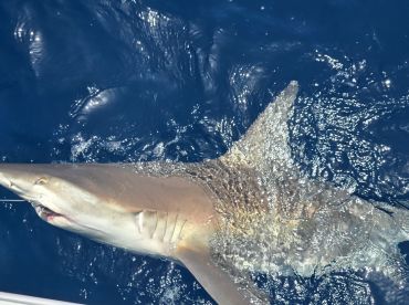 Caught a lot of fish 