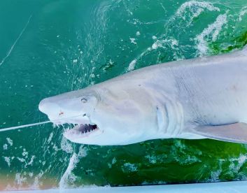 A large shark is being reeled in, showcasing the excitement of deep-sea fishing in vibrant green waters.