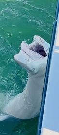 A large shark breaching the surface near a fishing boat, showcasing the excitement of marine wildlife encounters.