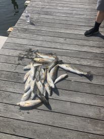 A collection of various fish laid out on a dock, showcasing a successful fishing trip.