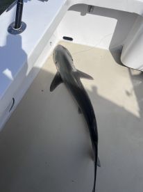 A shark resting on the deck of a fishing boat, showcasing the catch in a marine environment.