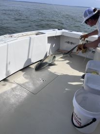 An angler is actively reeling in a shark on a fishing boat, showcasing the excitement of sport fishing in open waters.