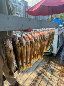 A fisherman displaying a large catch of Walleye on a catch board at the dock, showcasing a successful fishing trip.