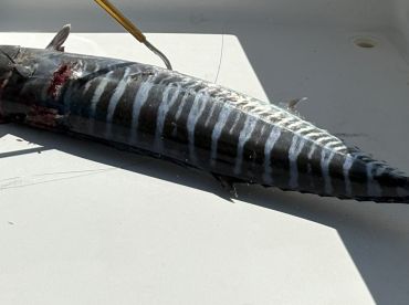 Odens Dock the Runaway Sportfishing