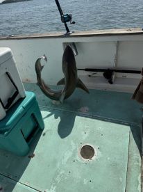 A shark is being reeled in on a fishing boat, showcasing the excitement of deep-sea fishing.