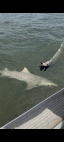 An angler is reeling in a shark while fishing from a boat, showcasing an exciting catch in a coastal water environment.