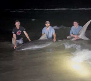 11\u2019 Tiger Shark