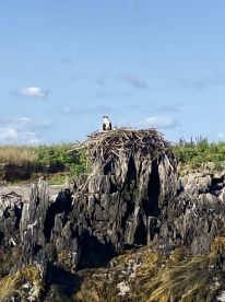 A scenic view of a bird's nest atop a rocky outcrop, showcasing the natural environment.