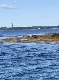 A scenic view of a rocky shoreline with a bird in flight over the water, capturing the natural beauty of the fishing environment.