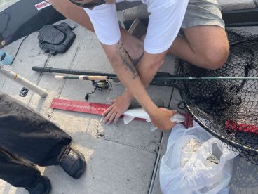 An angler measuring a freshly caught fish on a boat, showcasing the excitement of fishing in a dynamic environment.