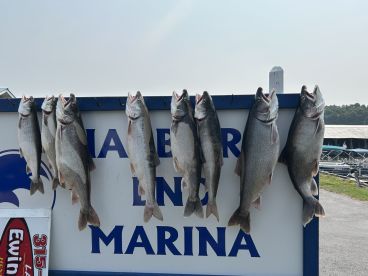 A display of freshly caught Lake Trout arranged on a board at Harbor Marina, showcasing a successful fishing trip.