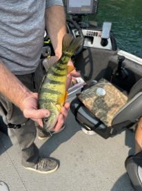Angler displaying a vibrant Yellow Perch while fishing on a boat, showcasing a successful catch in a freshwater environment.