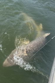 Didn\u2019t see dolphins ;) - but caught some sharks!!