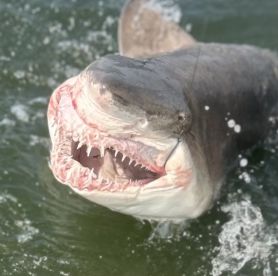 Didn\u2019t see dolphins ;) - but caught some sharks!!