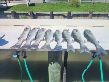 A neat display of multiple striped bass laid out on a cleaning table at a dock, showcasing a successful fishing trip.