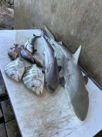 A variety of fish including snapper and shark laid out on a cleaning table after a successful fishing trip.