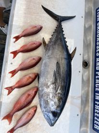 A large Blackfin Tuna alongside several Red Snapper displayed on a cleaning table, showcasing a successful fishing trip.