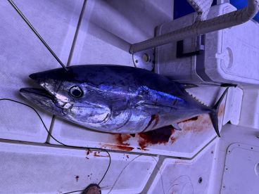 A large Bluefin Tuna displayed on the deck of a fishing boat, showcasing the catch after a successful deep-sea fishing trip.