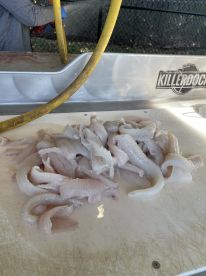 Excellent fishing trip!