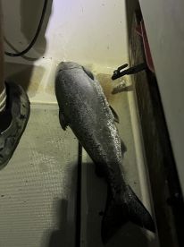 A sizable fish, likely a Snook, is resting on the deck of a boat, showcasing the catch from a night fishing trip.