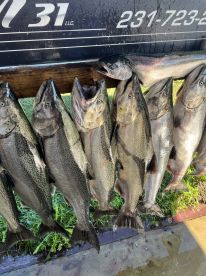 A display of freshly caught Salmon arranged on a board, showcasing a successful fishing trip.
