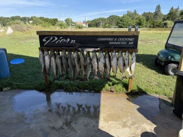 A display of freshly caught fish arranged on a board at Pier 31 in Manistee, MI, showcasing a successful fishing trip.