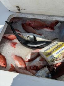 Tired of catching fish