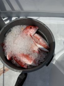 Tired of catching fish